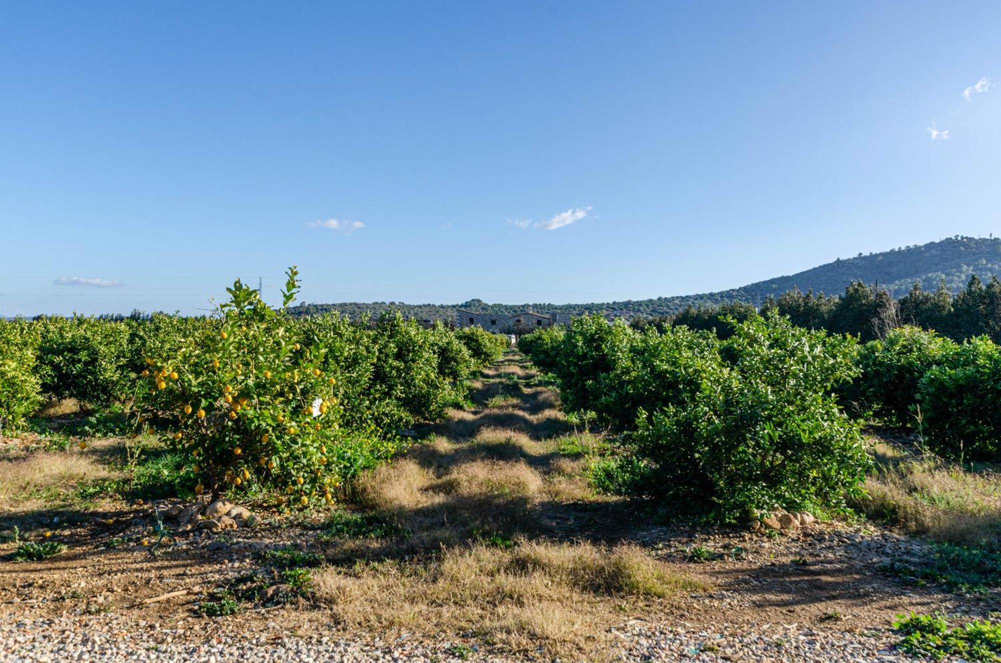 El Limonar De Mallorca - Agroturismo Îles Baléares Extérieur photo